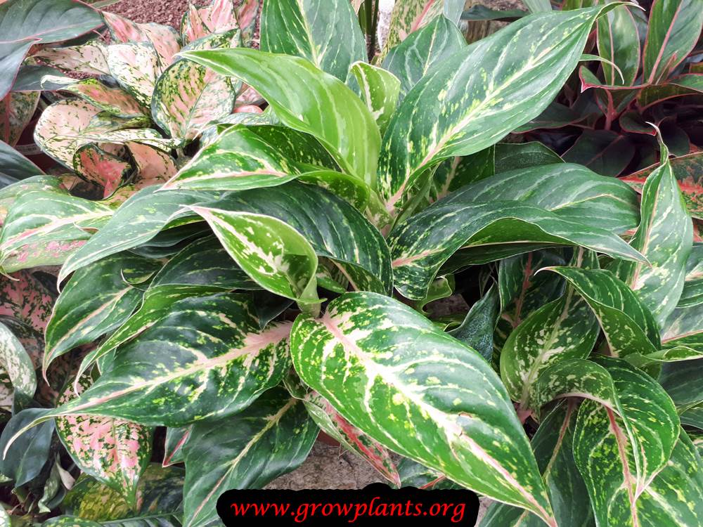 Growing Chinese evergreen
