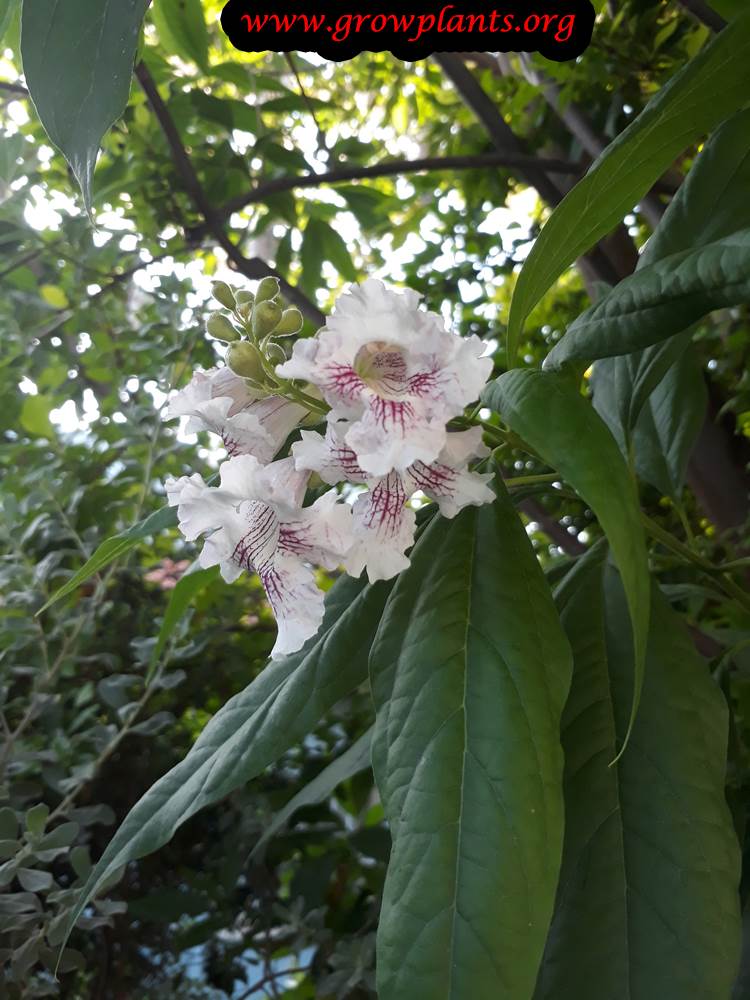 Chitalpa tree flowers