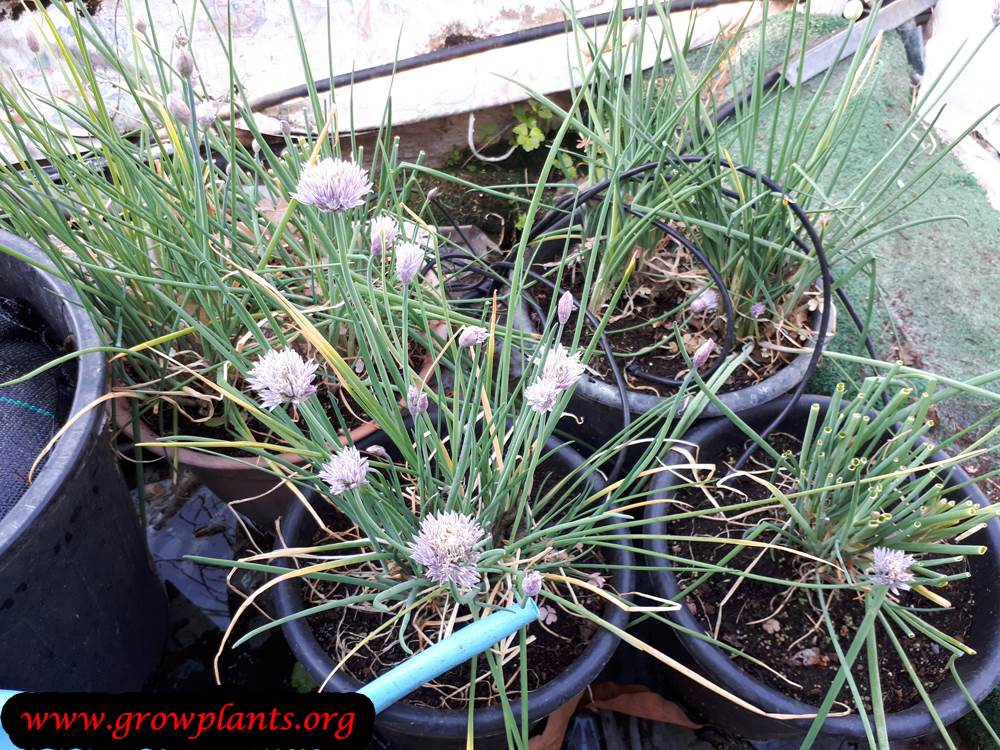 Chives plant flowers