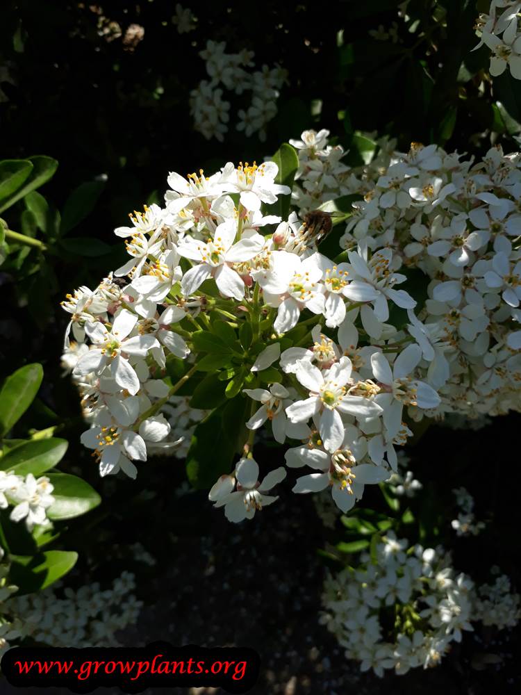 Choisya ternata flowers