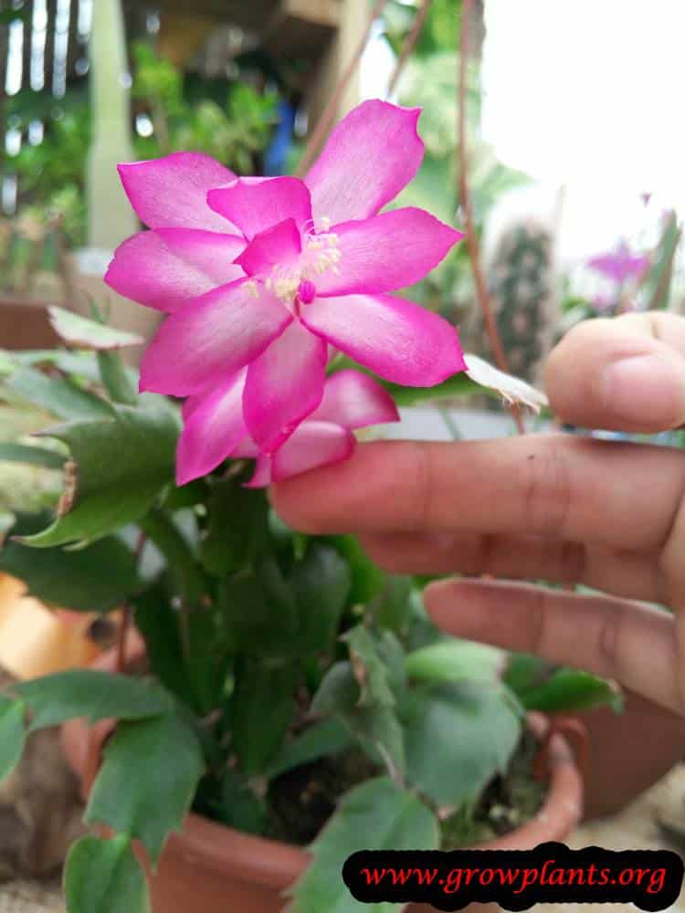 Christmas cactus pink flower