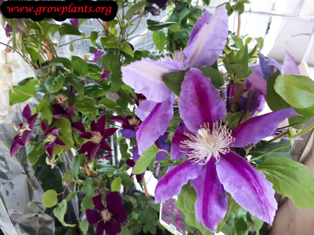 Clematis plant care