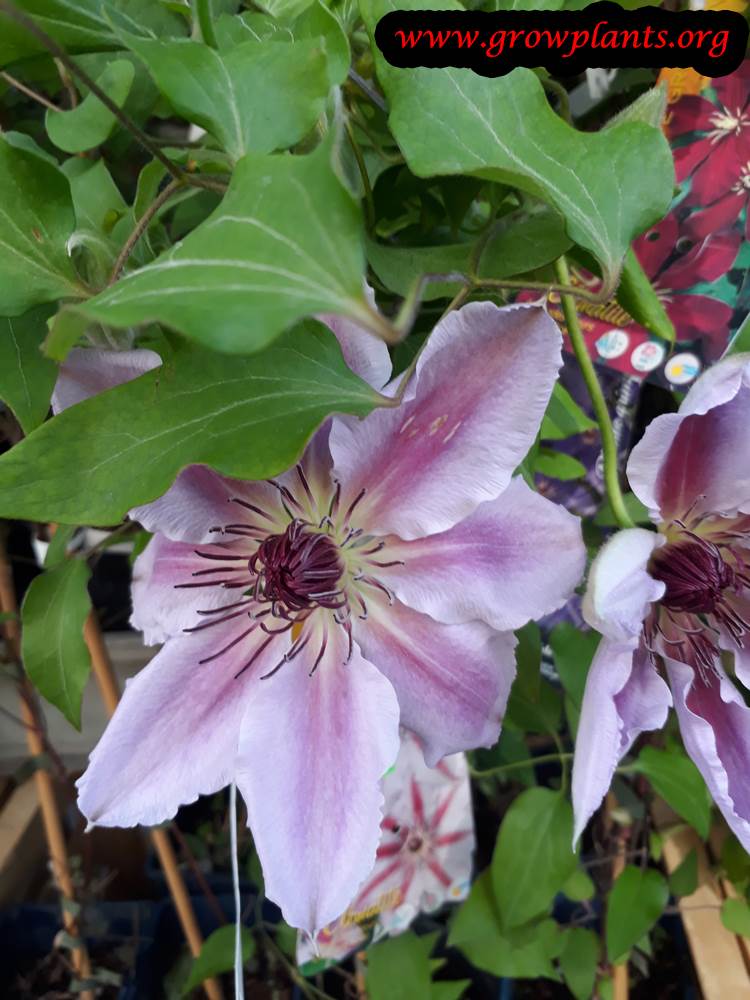 Clematis plant care and grow