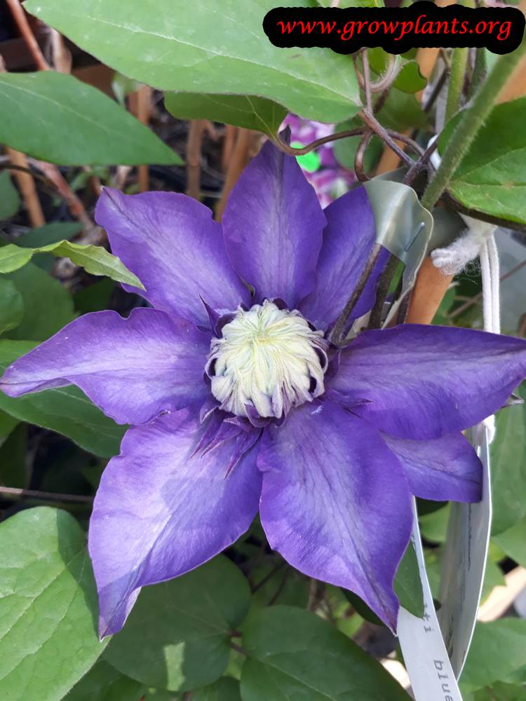 Clematis purple flower