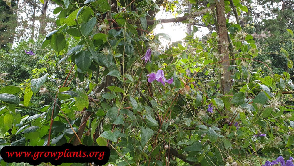 Clematis montana plant care