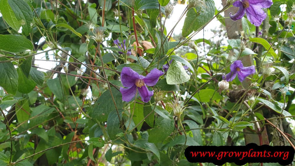 Clematis montana plant information