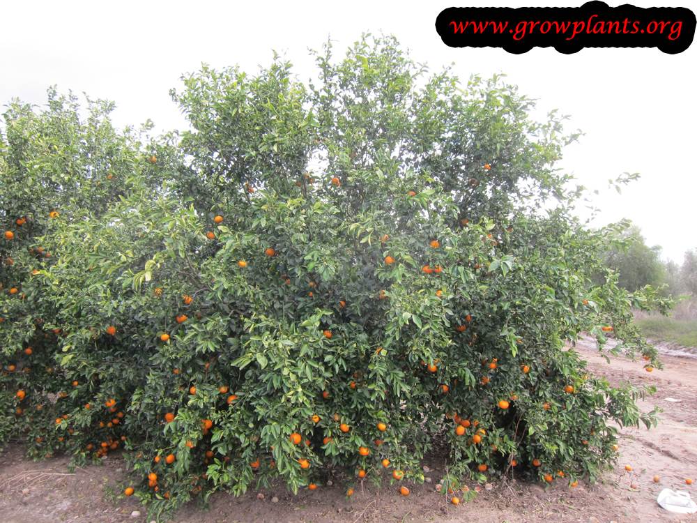 Clementine fruits season