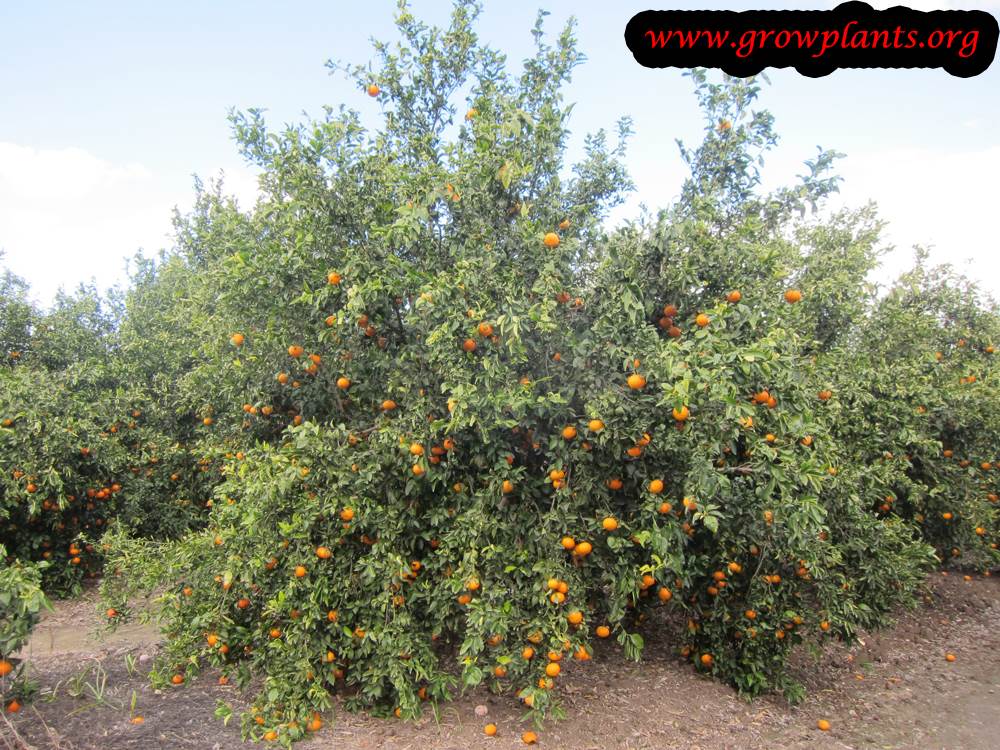 Clementine fruits harvesting