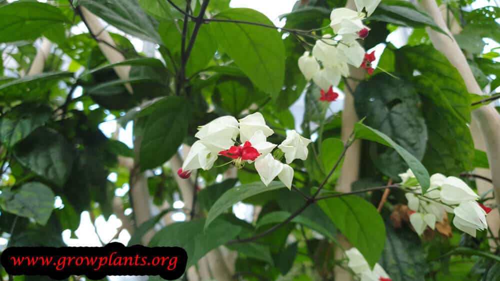 Clerodendrum thomsoniae blooming information