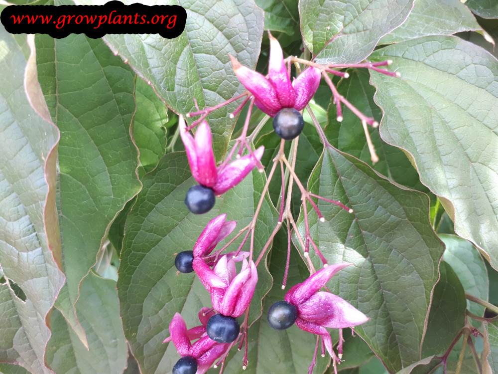 Clerodendrum trichotomum flowers