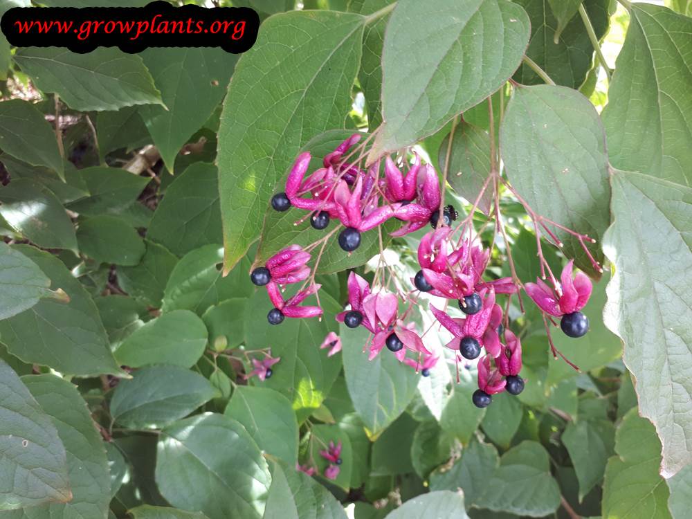 Clerodendrum trichotomum plant care
