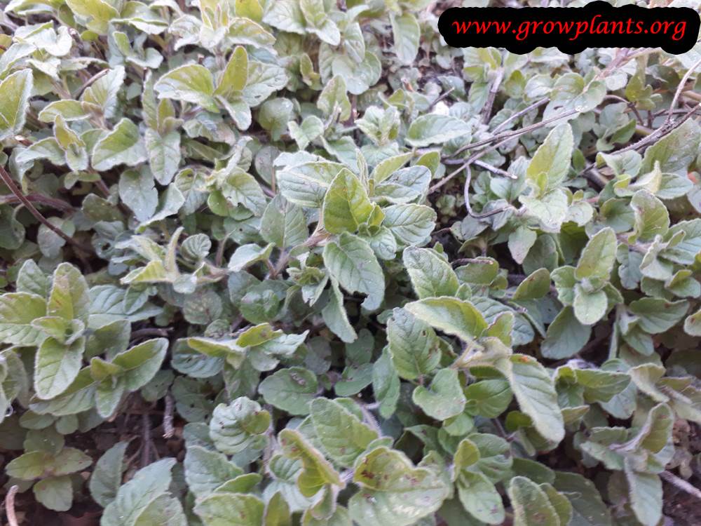 Clinopodium vulgare plant care