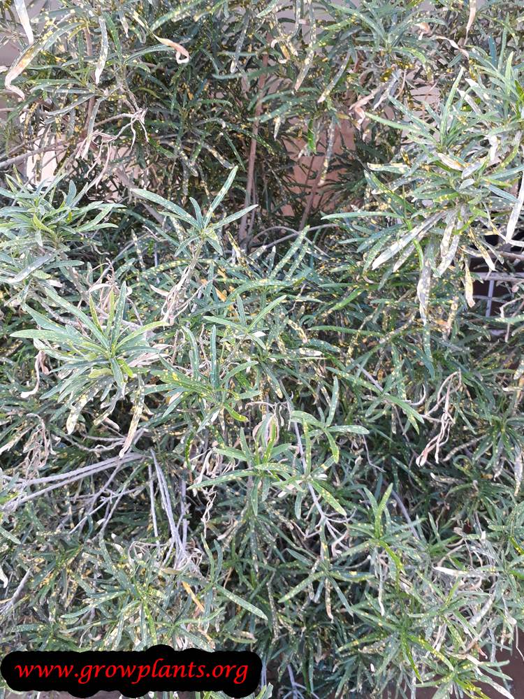 Codiaeum variegatum grow and care