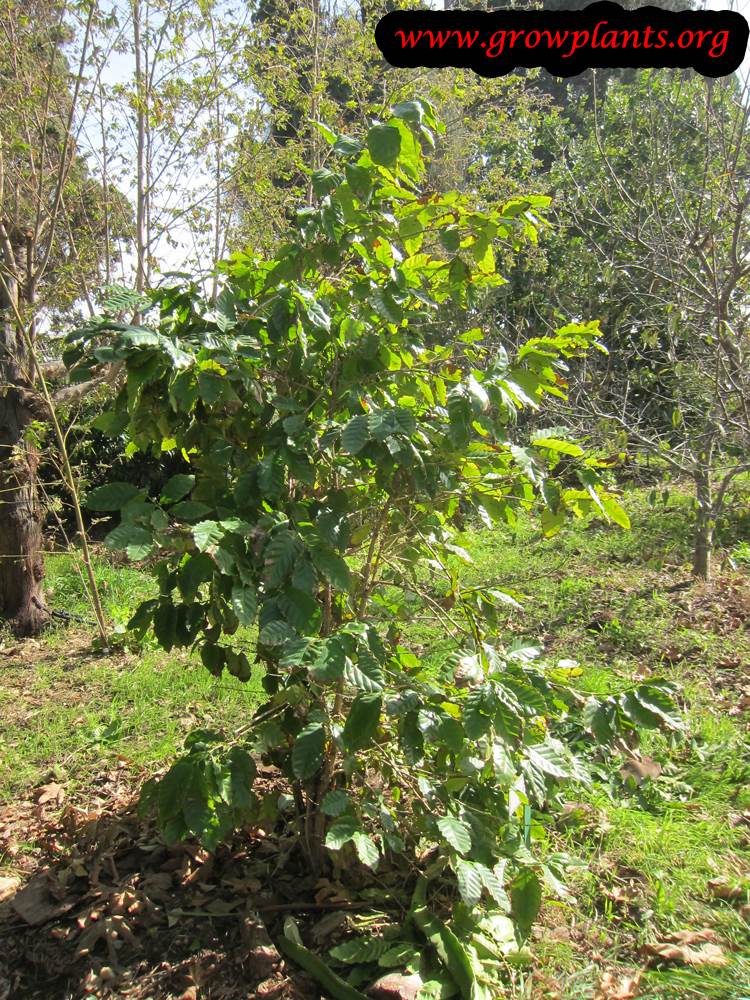 Coffee tree