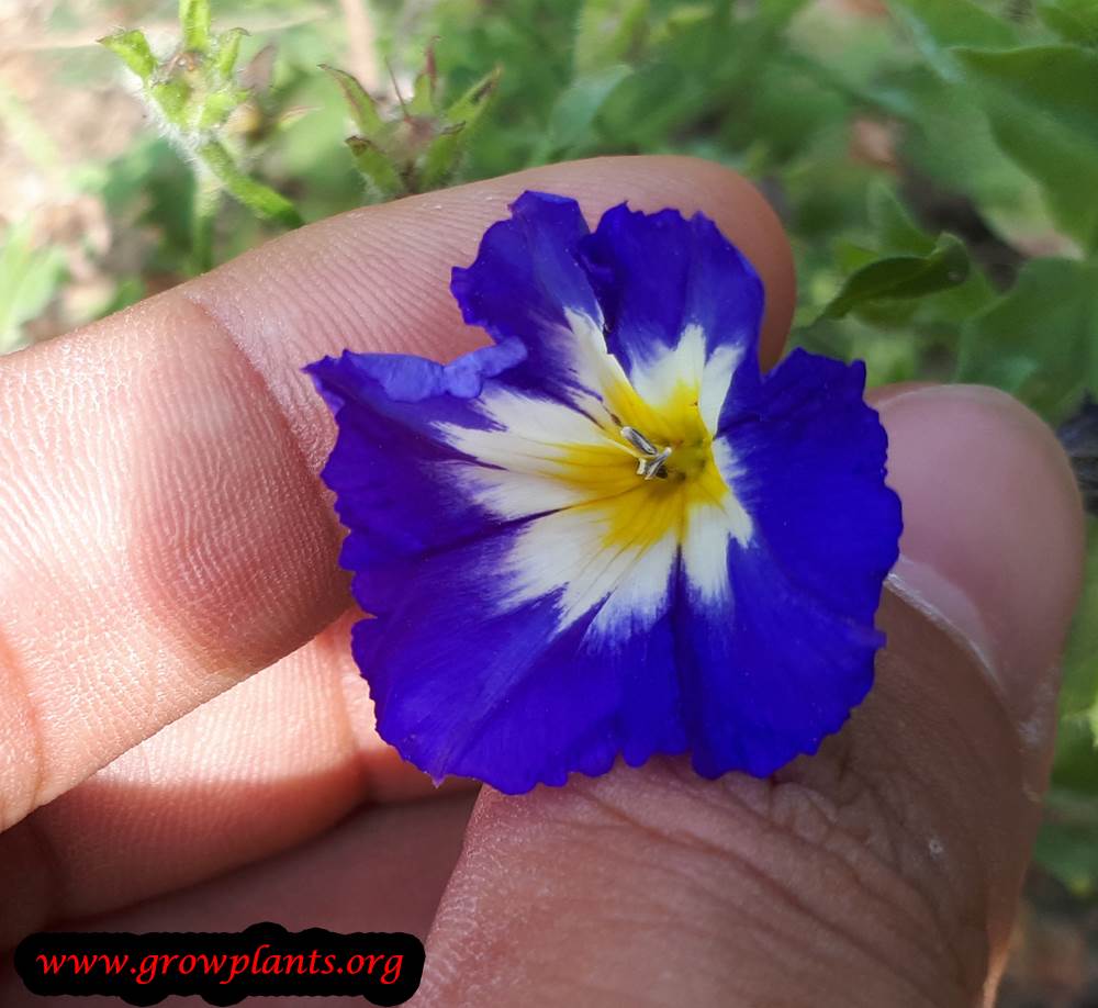 Convolvulus tricolor flower