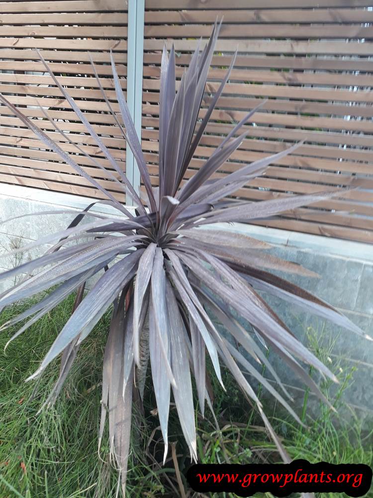 Cordyline australis plant care