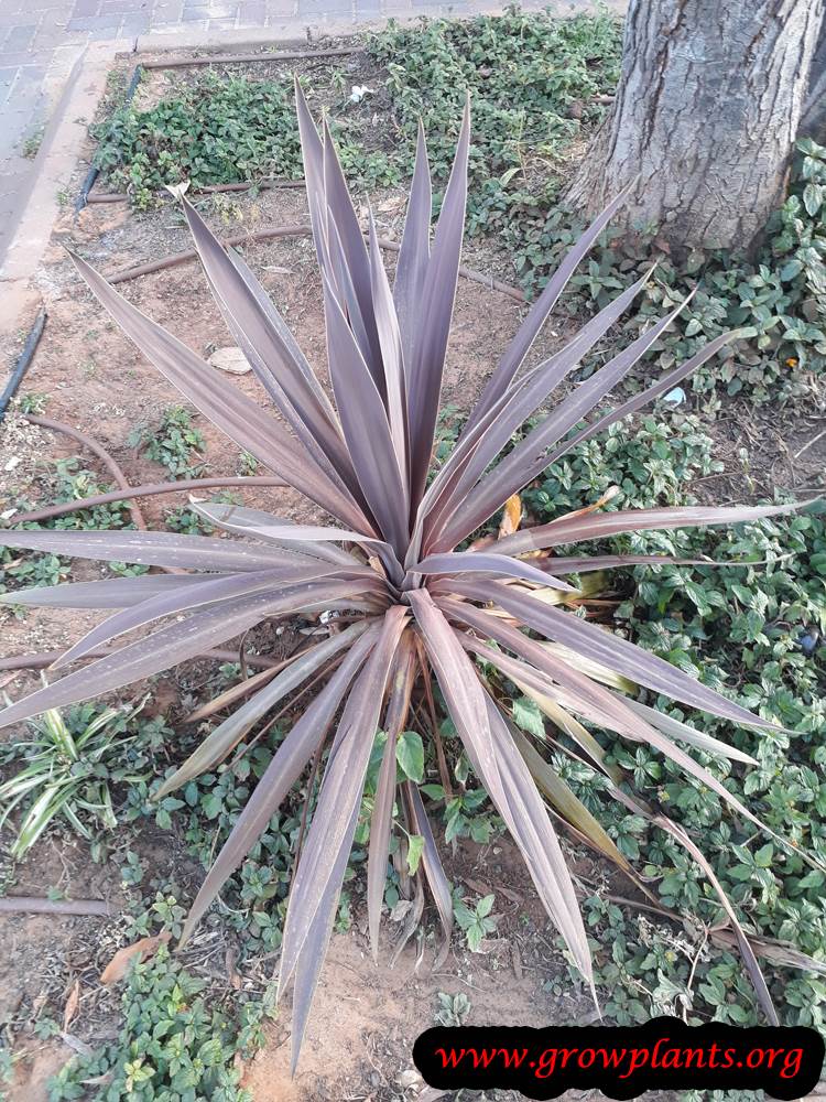 Cordyline australis grow and care