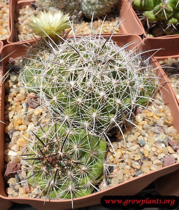 Coryphantha delaetiana cactus