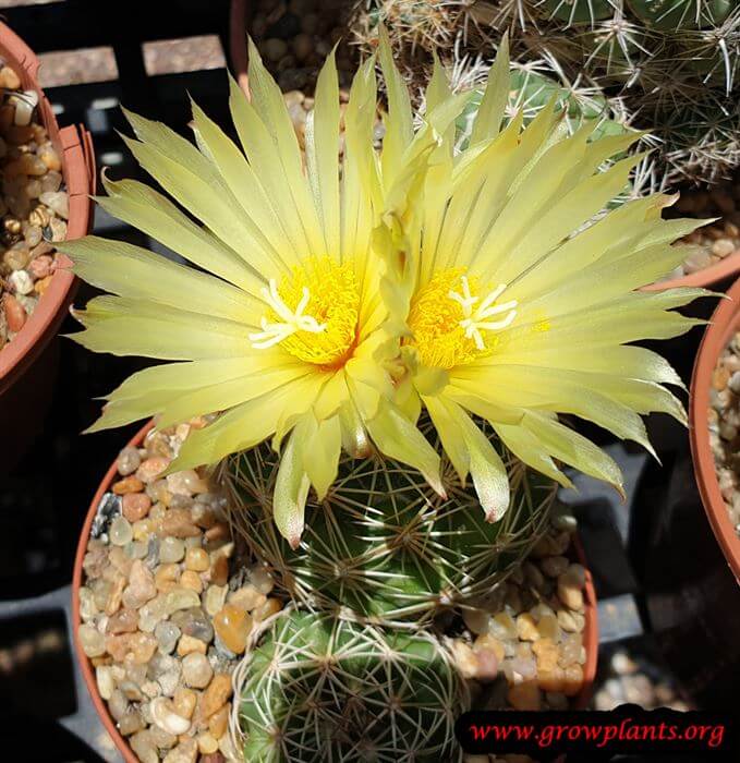 Coryphantha delaetiana cactus flower
