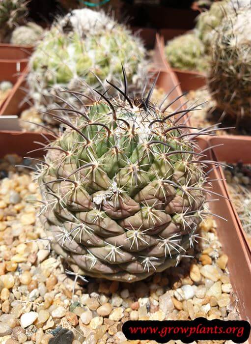 Coryphantha longicornis cactus