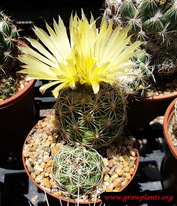 Coryphantha recurvata cactus