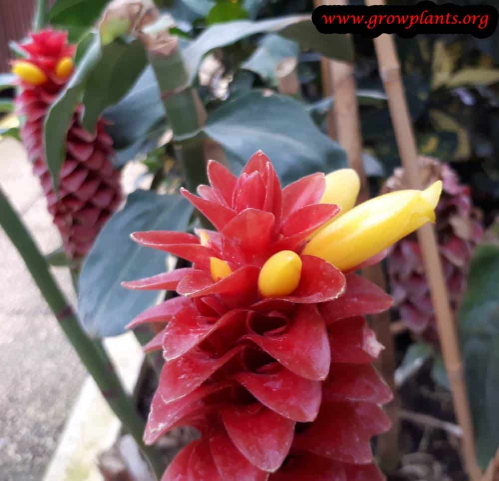 Costus barbatus flower