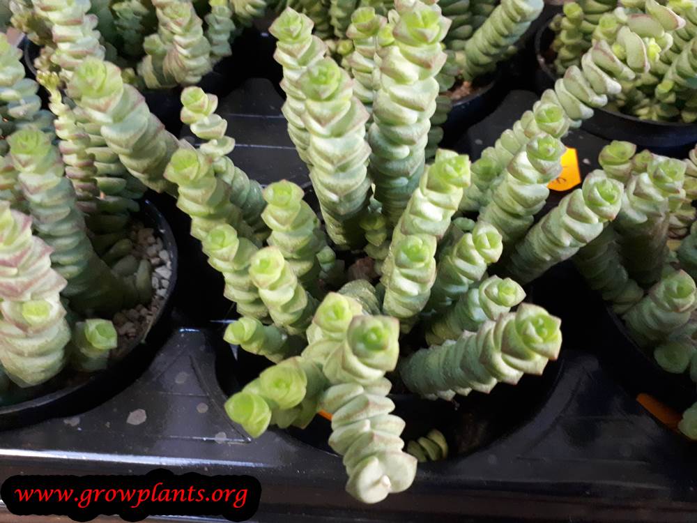 Crassula marnieriana plant care