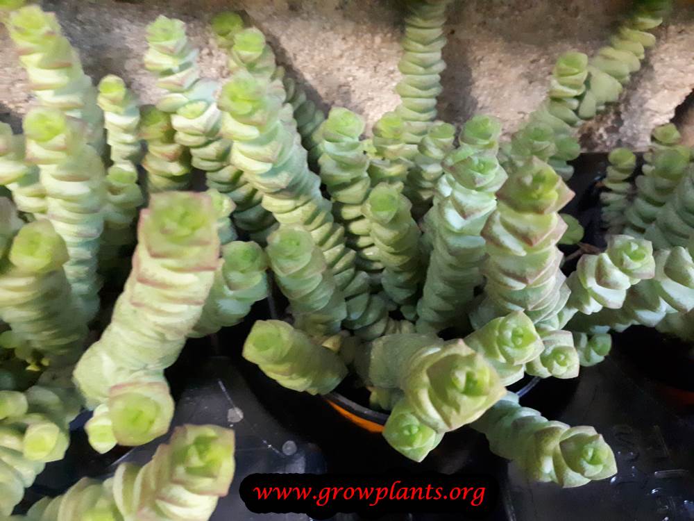 Growing Crassula marnieriana plant