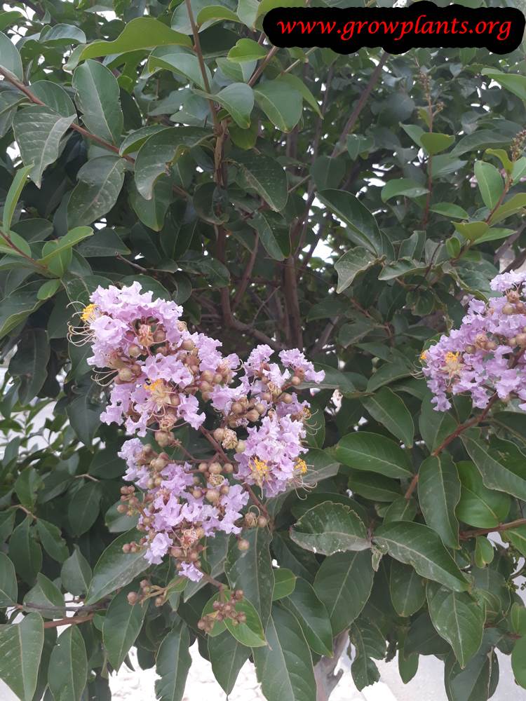 Crepe myrtle grow and care
