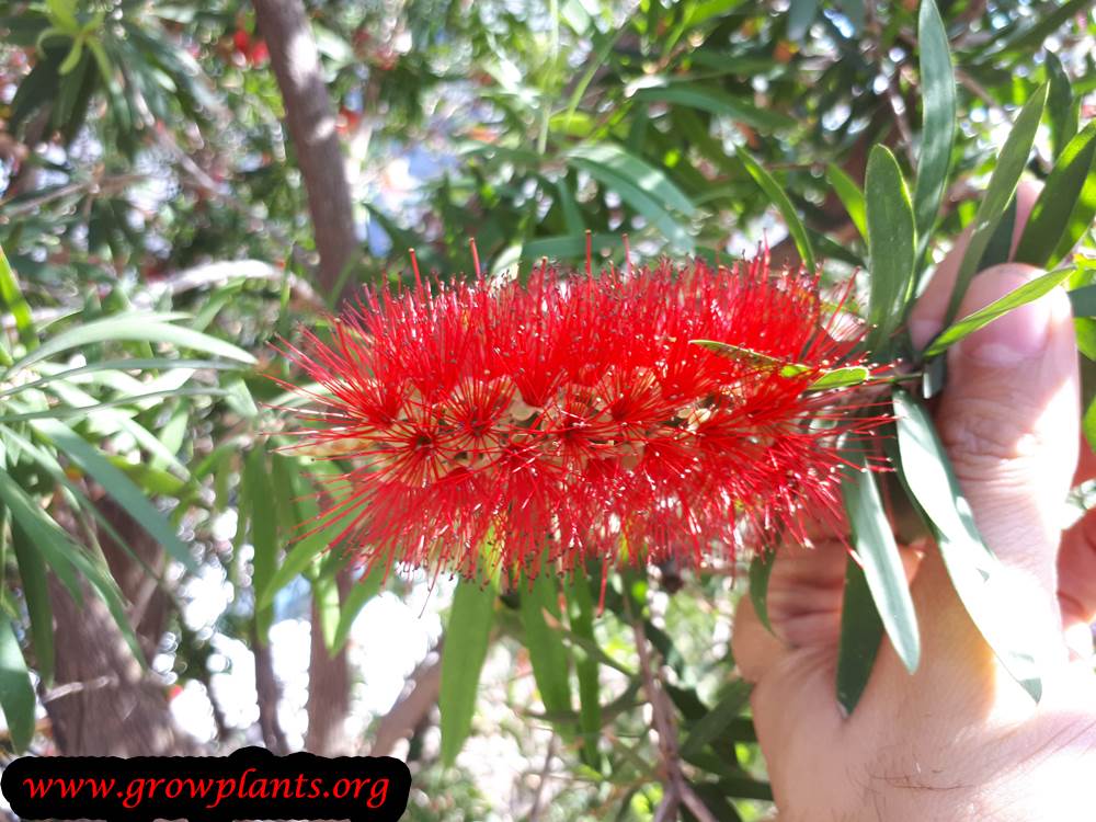 Crimson bottlebrush flower