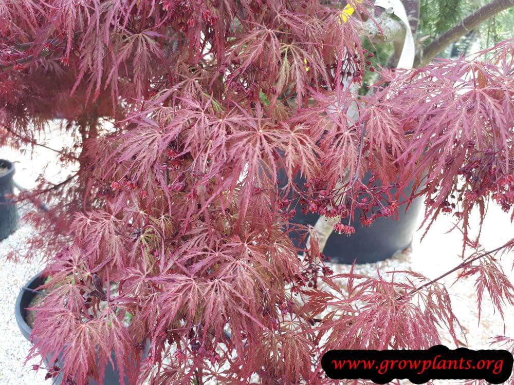 Crimson king maple tree