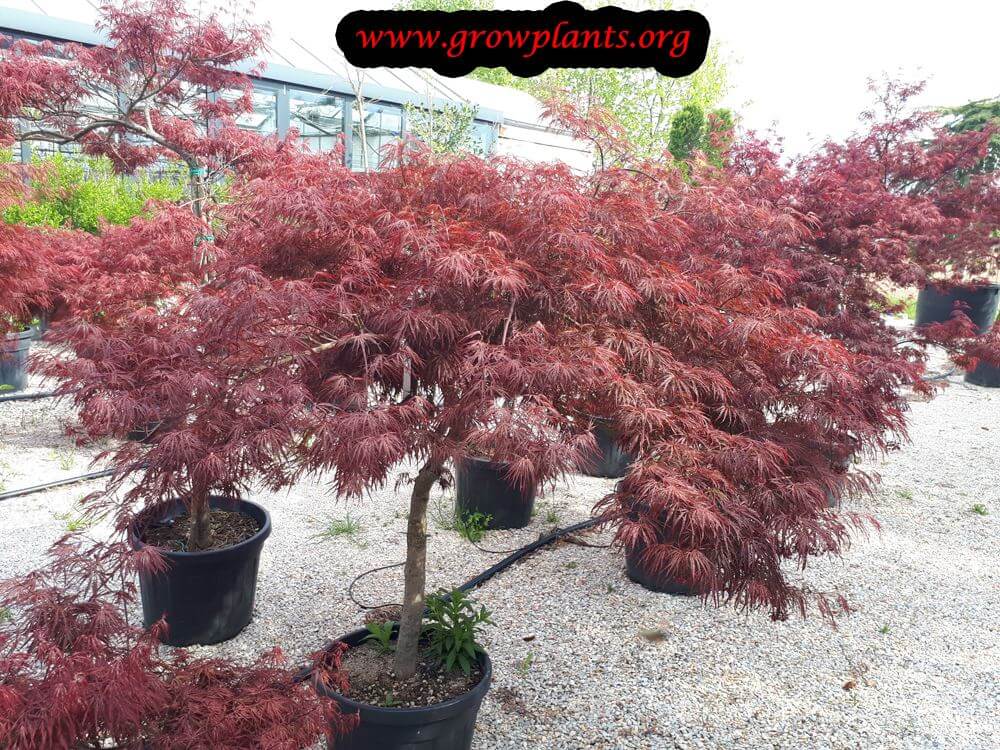 Crimson king maple tree bonsai