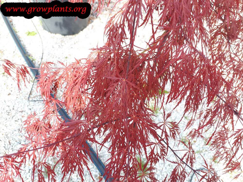 Crimson king maple leaves