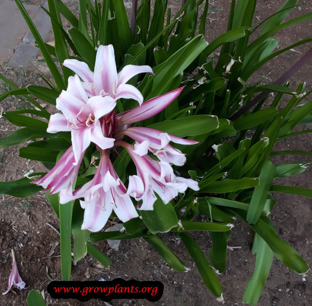 Crinum lily plant care