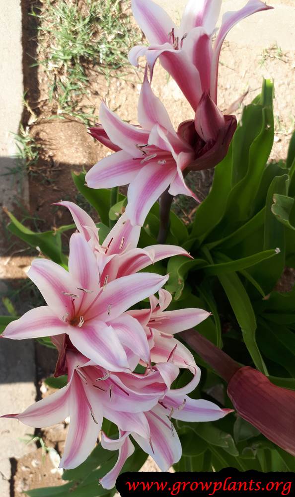Growing Crinum lily plant