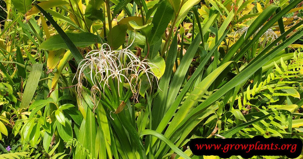 Crinum mauritianum plant care