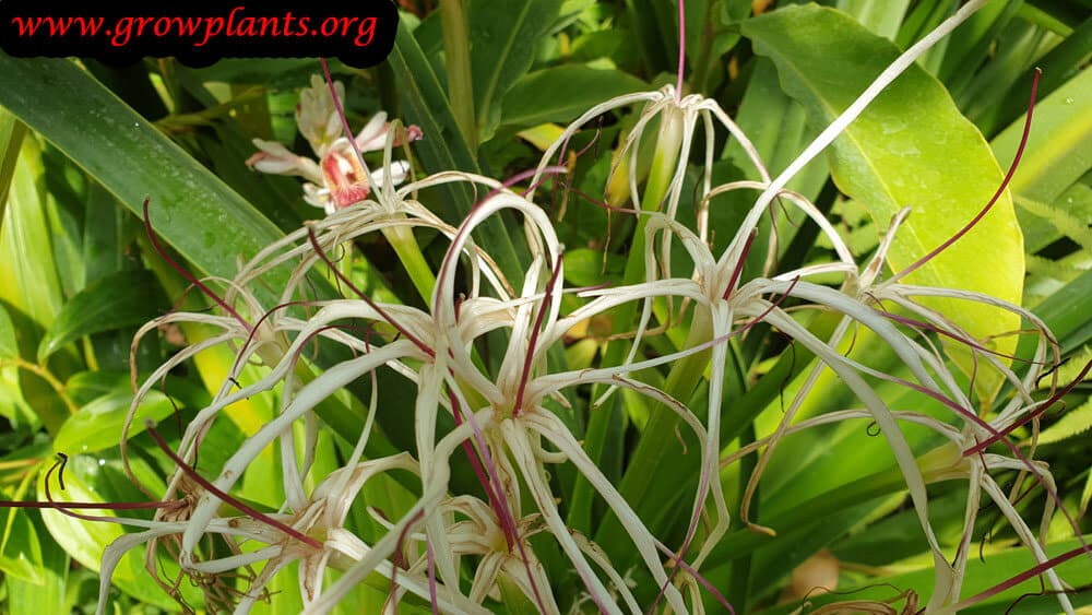 Crinum mauritianum plant