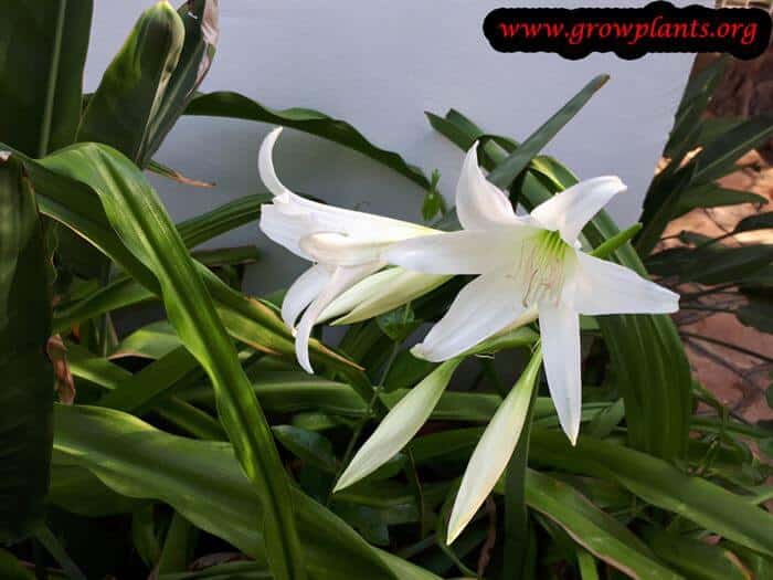 Crinum powellii white flower