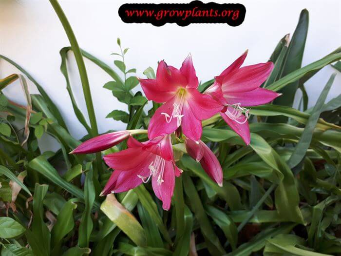 Crinum powellii pink flower