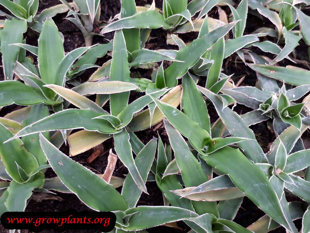 Cryptanthus acaulis plant care