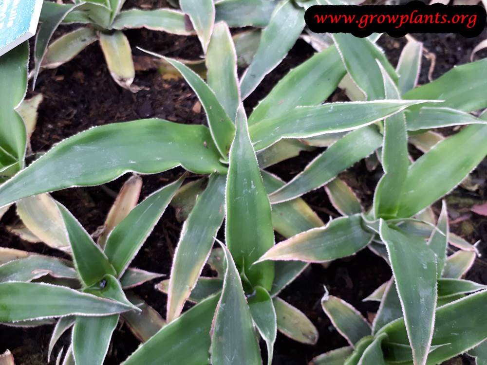 Growing Cryptanthus acaulis plant