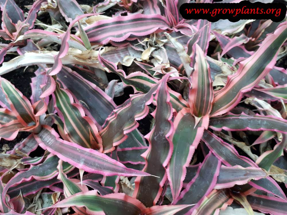 Cryptanthus bivittatus colored leaves Bromeliads