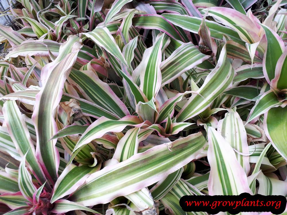 Cryptanthus bromelioides plant care