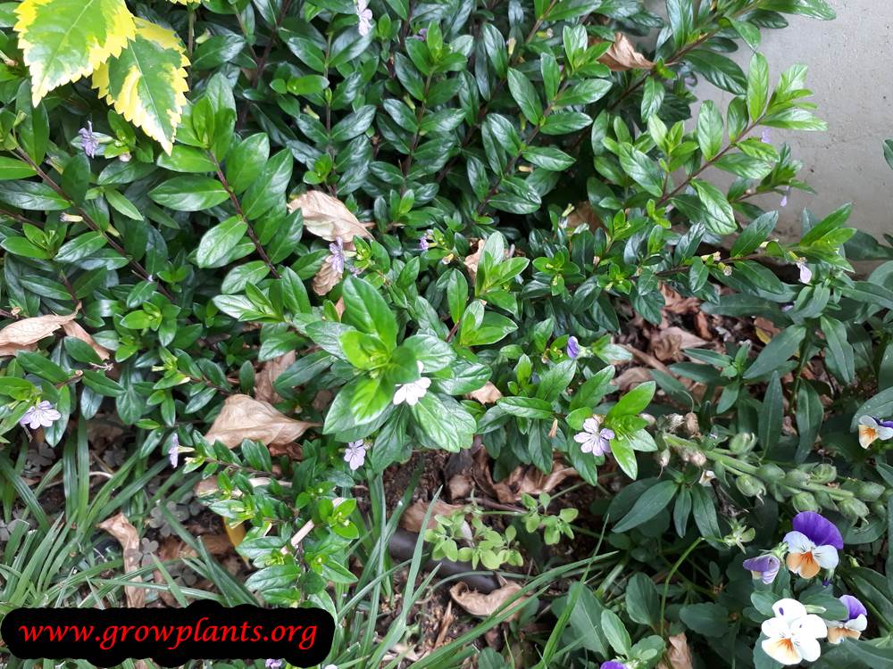 Cuphea hyssopifolia plant
