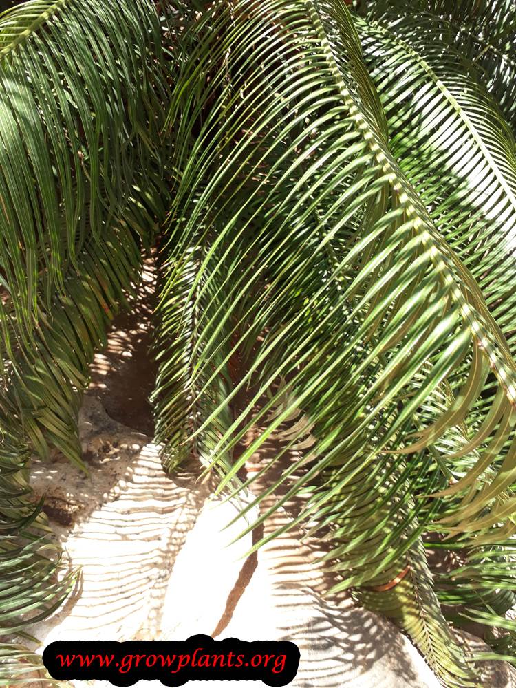 Cycas rumphii plant