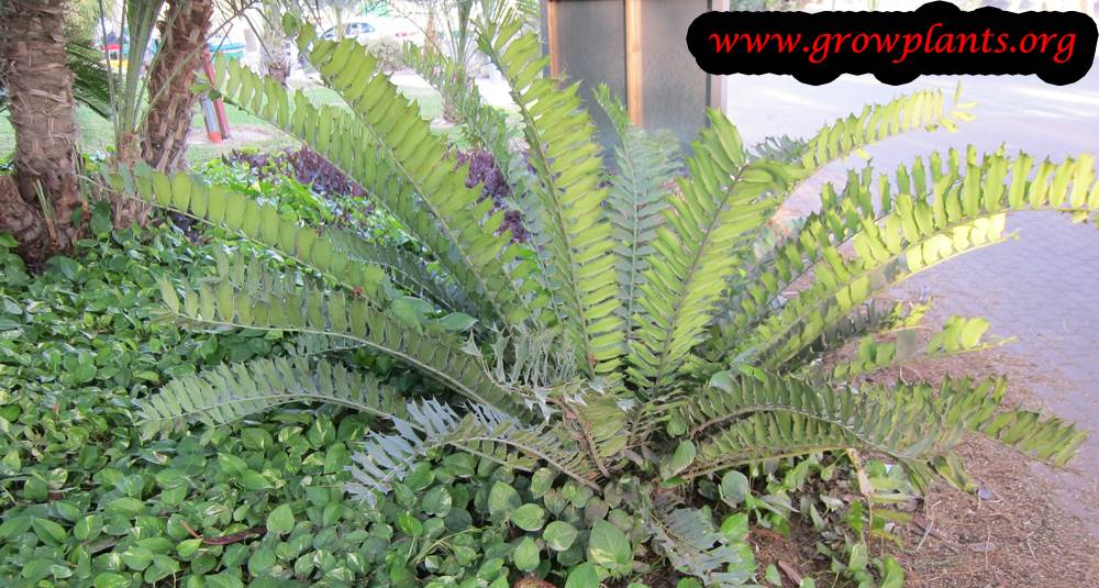 Cycas thouarsii plant care