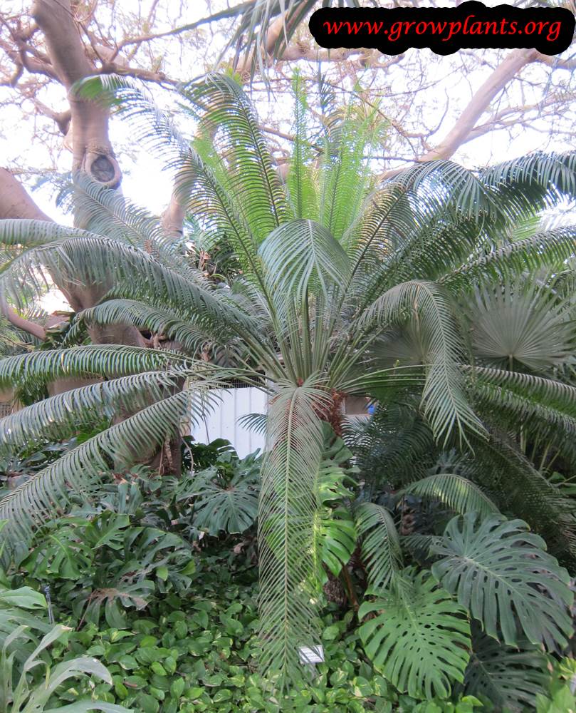 Growing Cycas thouarsii plant