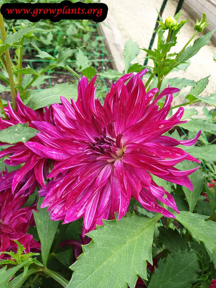 Dahlia Bangkok violet plant
