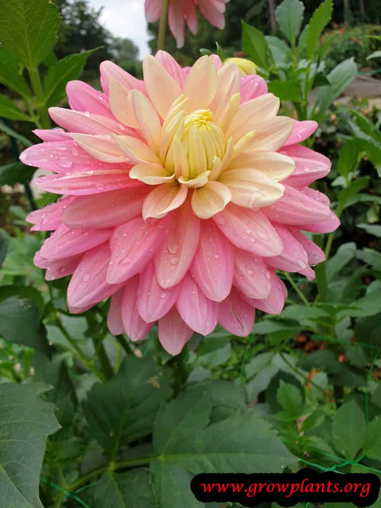 Dahlia bel amour blooming information