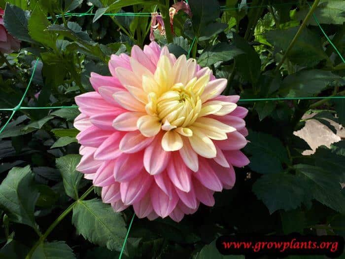 Dahlia bel amour blooming